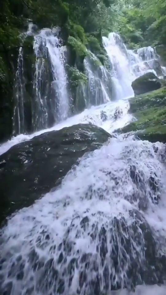 动物帮帮忙保卫家园